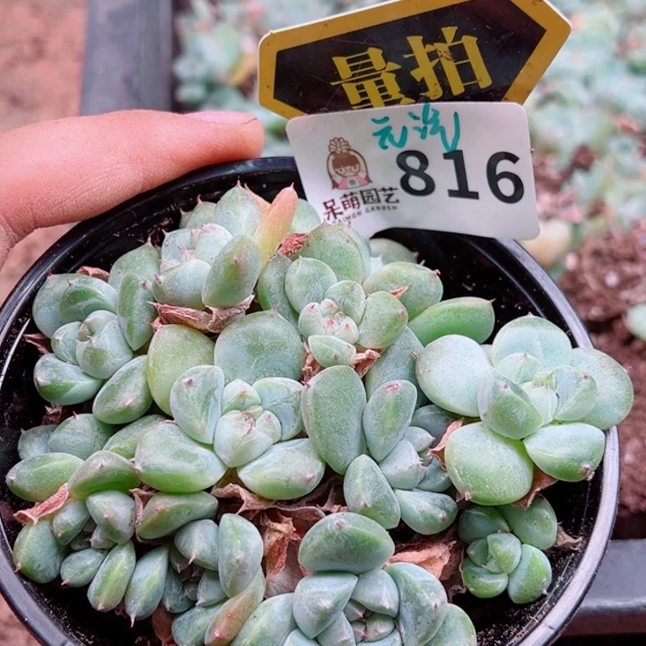 多肉植物多肉植物