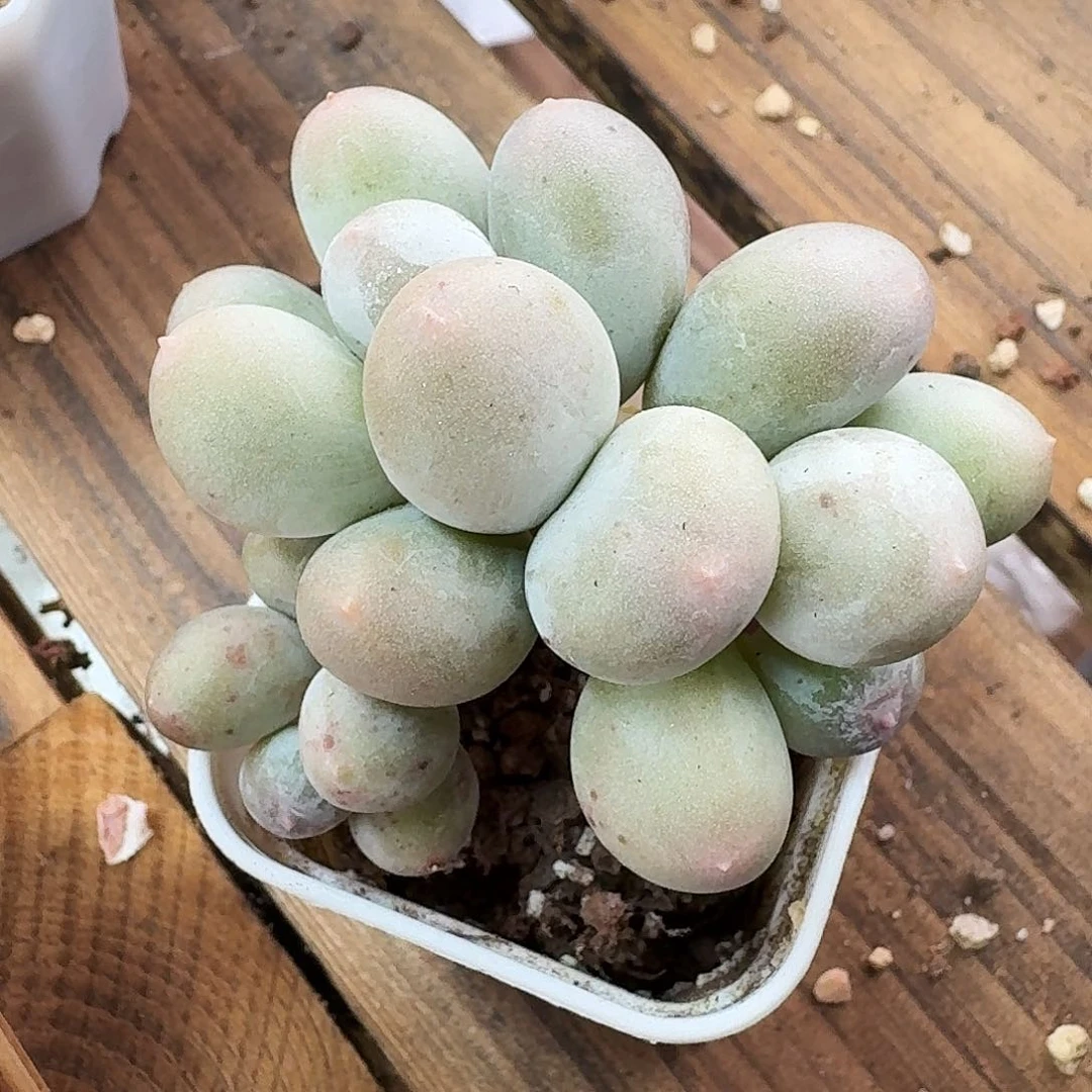 胖胖米可奶3头整群
