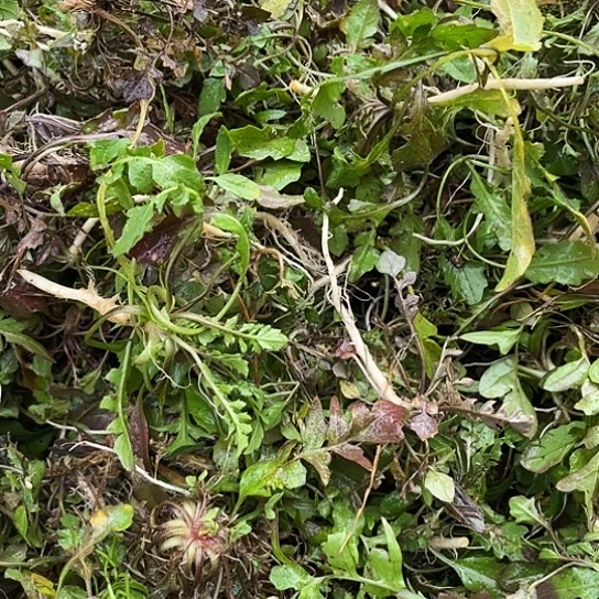 中国大陆野荠菜三斤你洗过质量上成