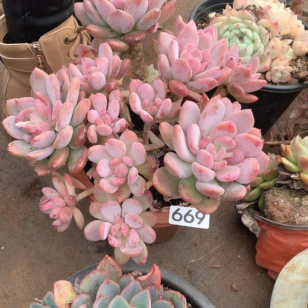 669灰姑娘 一物一拍多肉