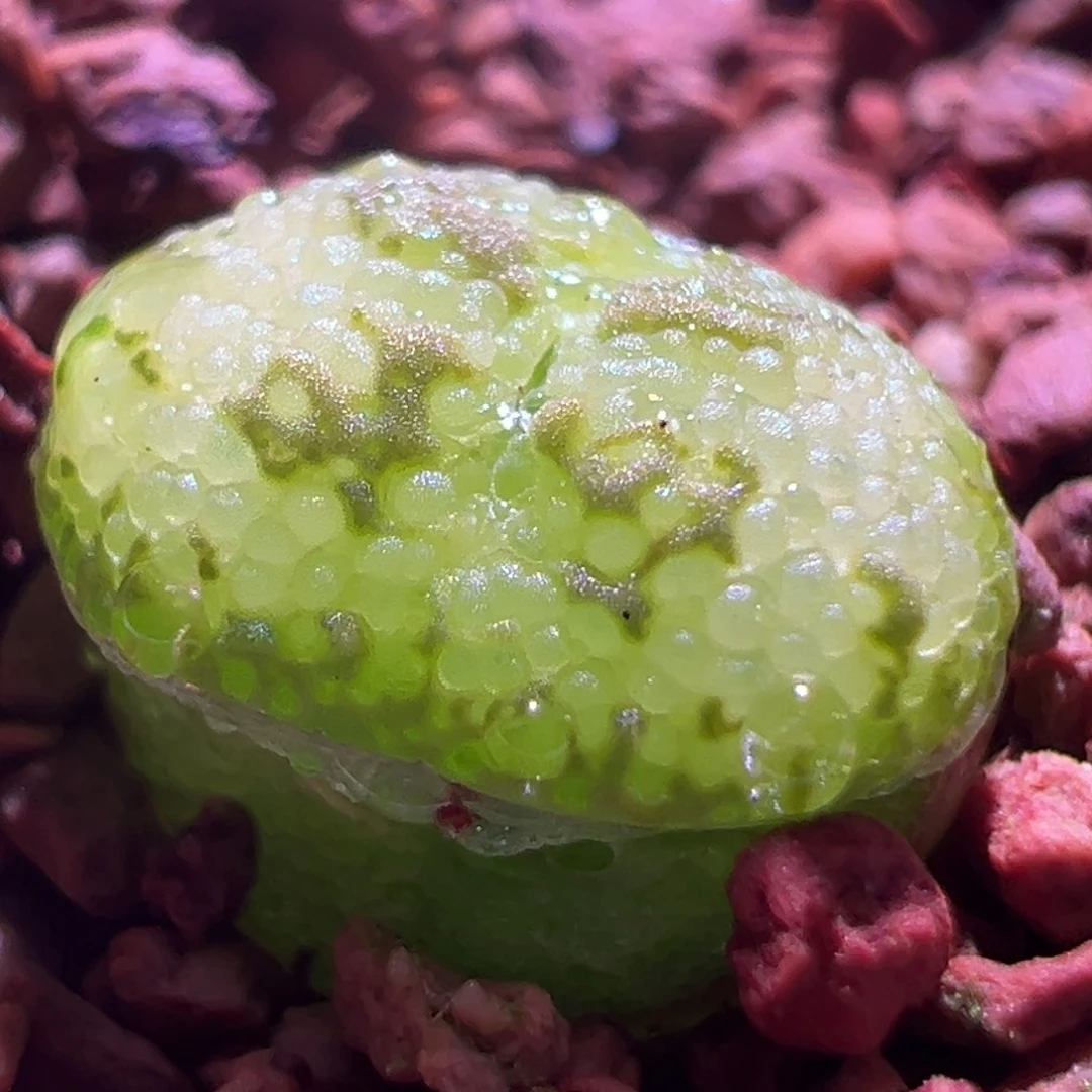 1575，韩系杨梅，肉锥植物