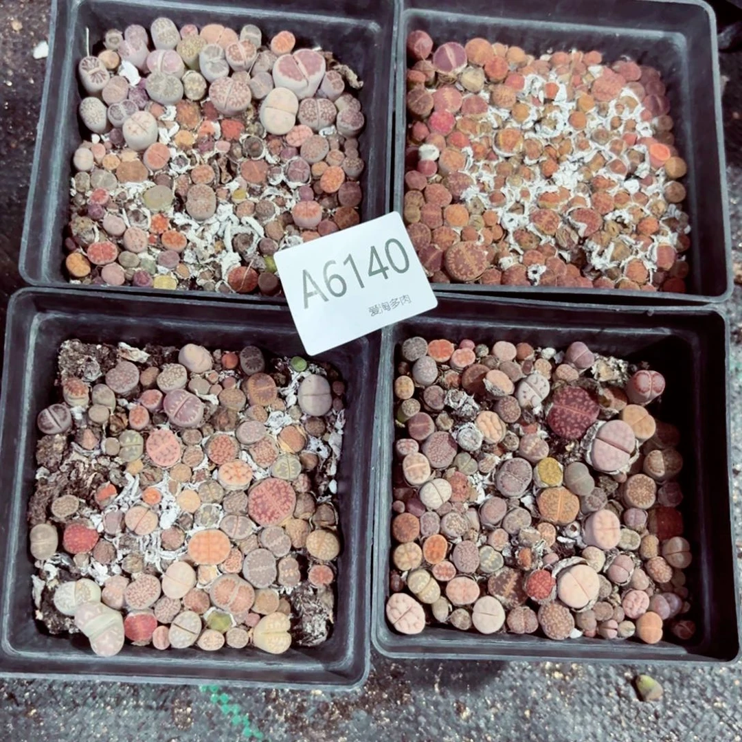 6140–生石花 生石花