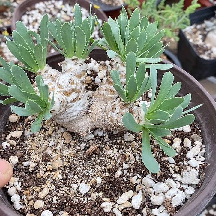 刨花厚敦菊块根多肉植物