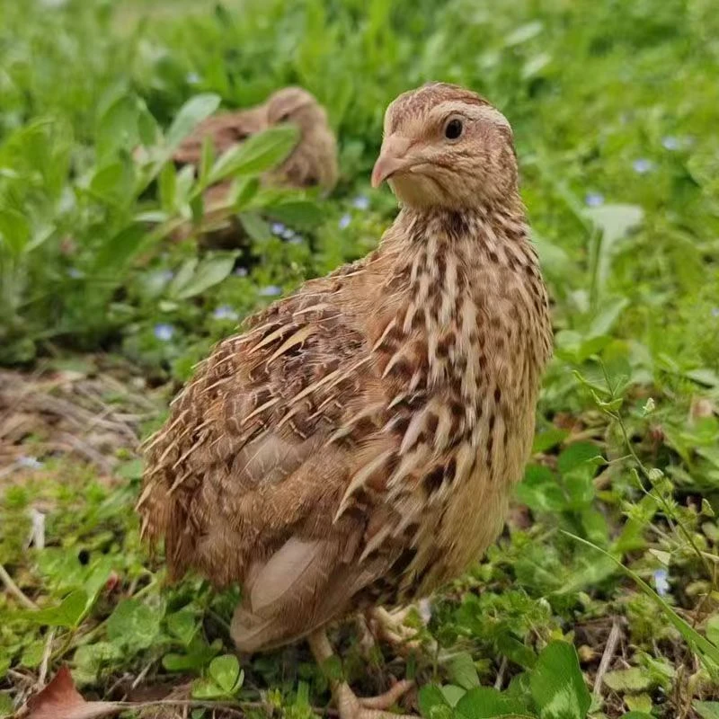宠物鸡黄羽鹌鹑下蛋幼苗宠物
