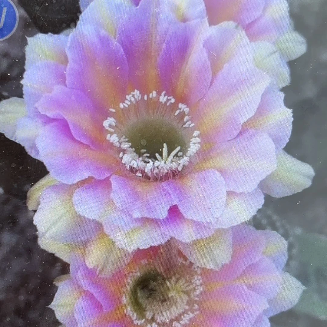 淑妃带根仙人球20包邮