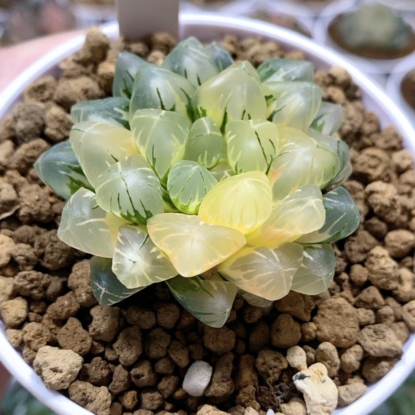 【闪购商品】146老川玉露锦