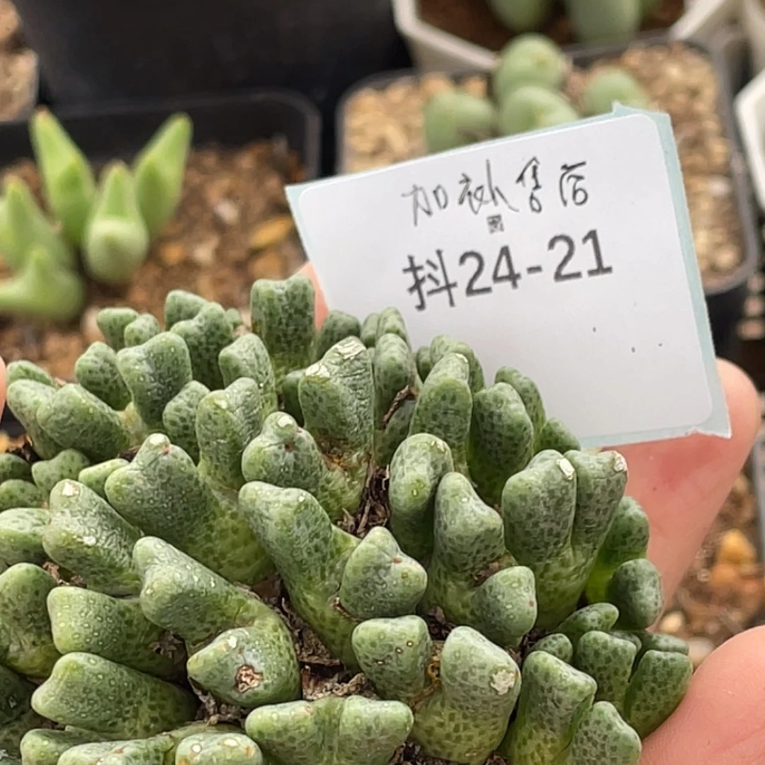 小***灰24-21肉锥多肉植物