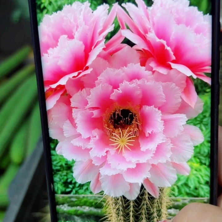 16毛大仙女歪无根侧芽5公分左右20包邮