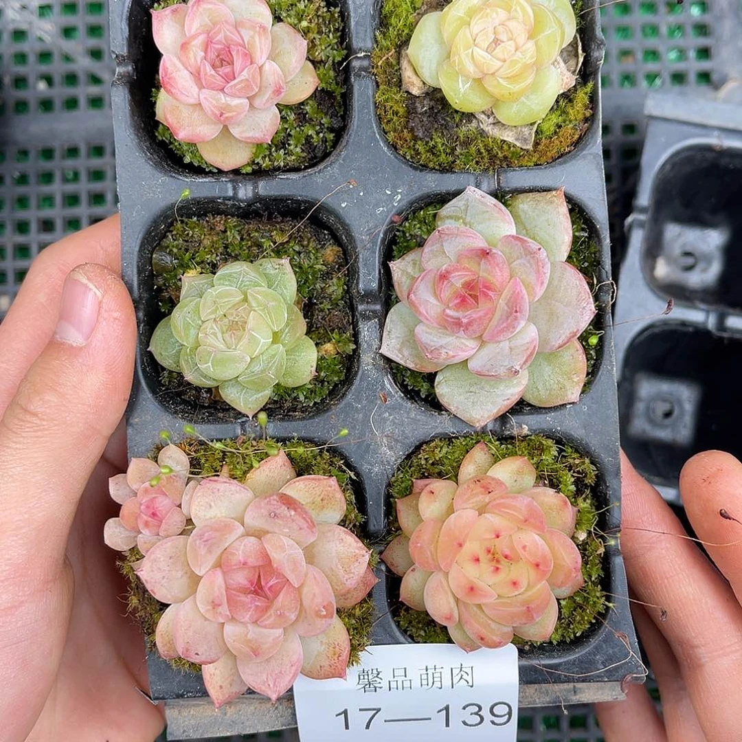 精品多肉一物一拍17-139