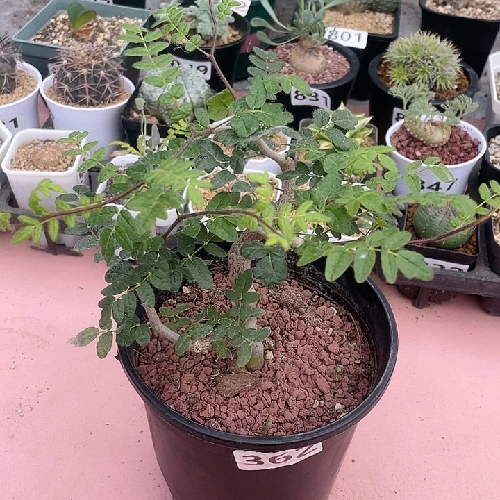 362滔天没药橄榄，