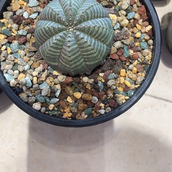 实生布纹球仙人球一颗