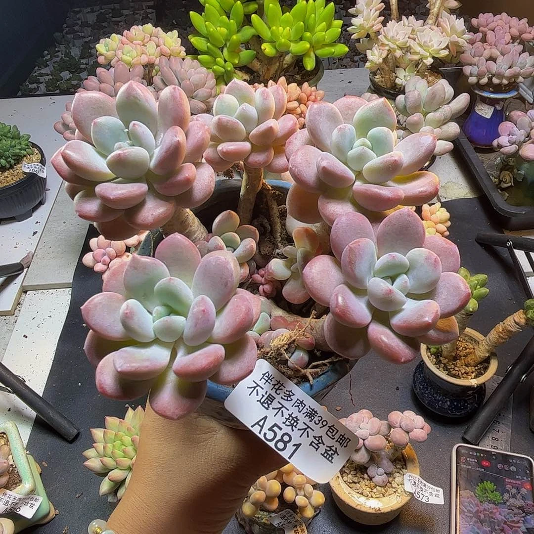 白鹭581/10cm多肉多肉
