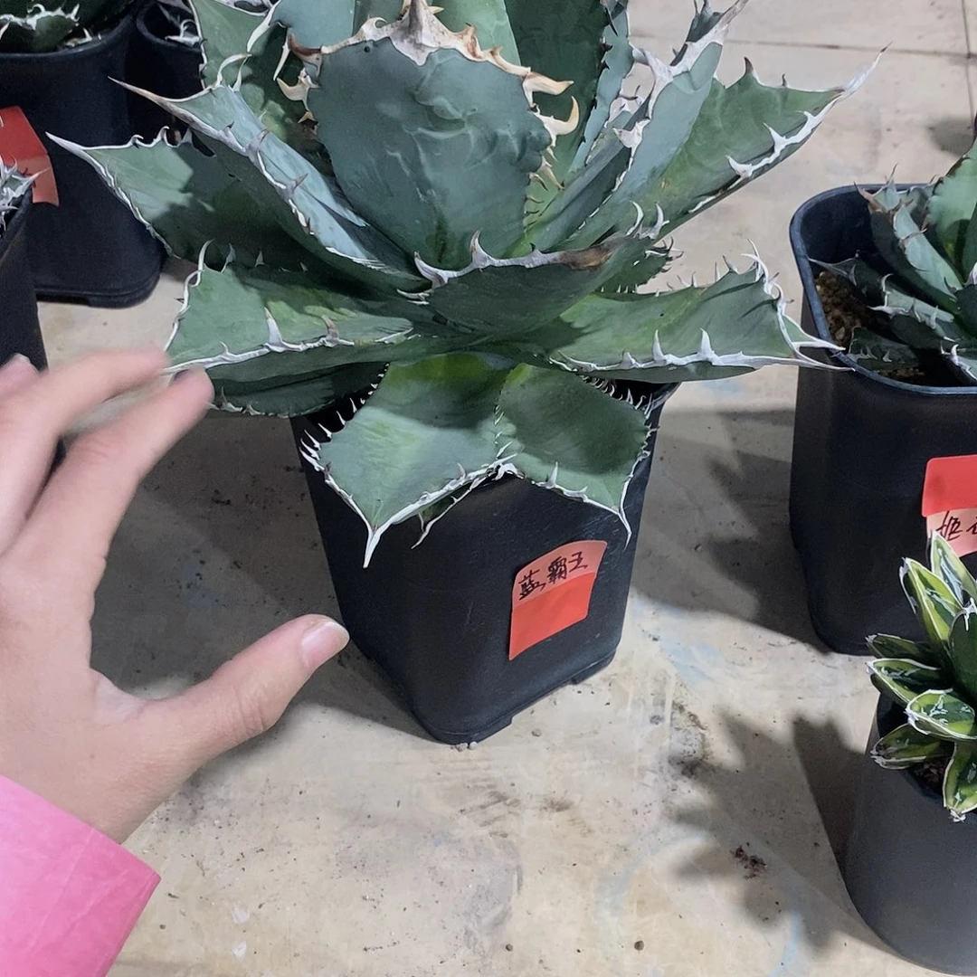 蓝霸王冠幅20公分左右一颗