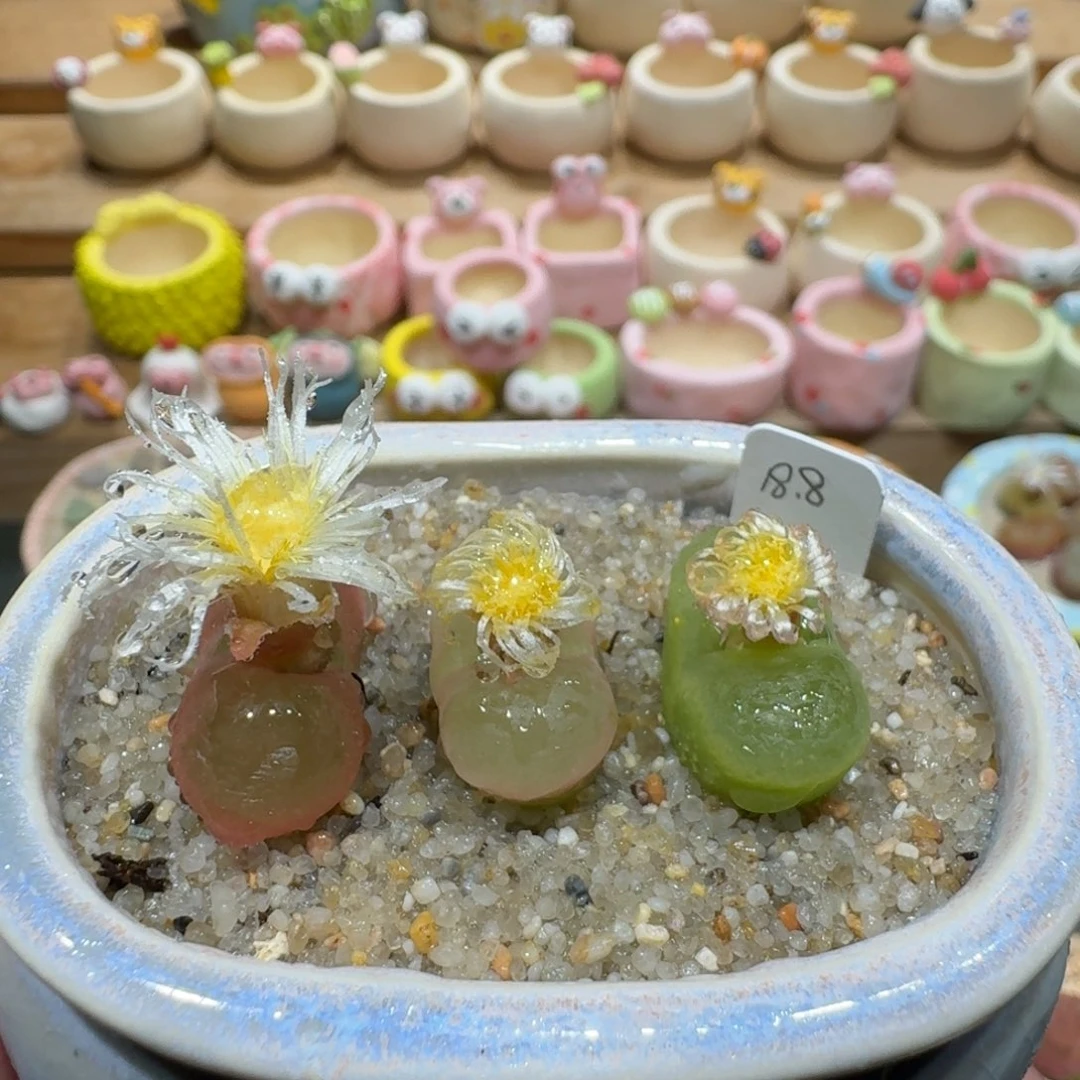 蘑菇1178果冻毛多肉植物