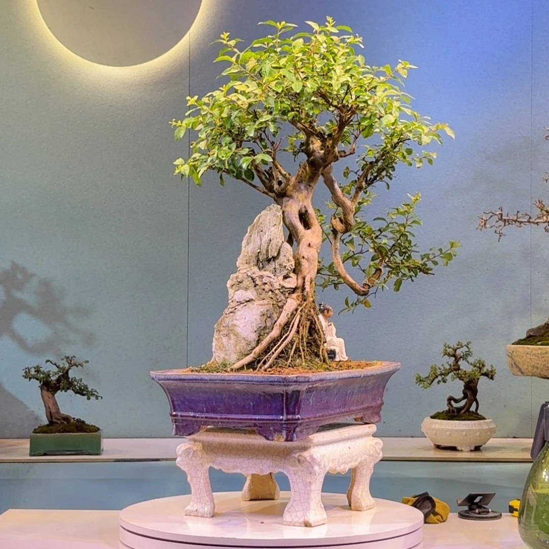 周***星无花朵紫薇盆景一物一拍