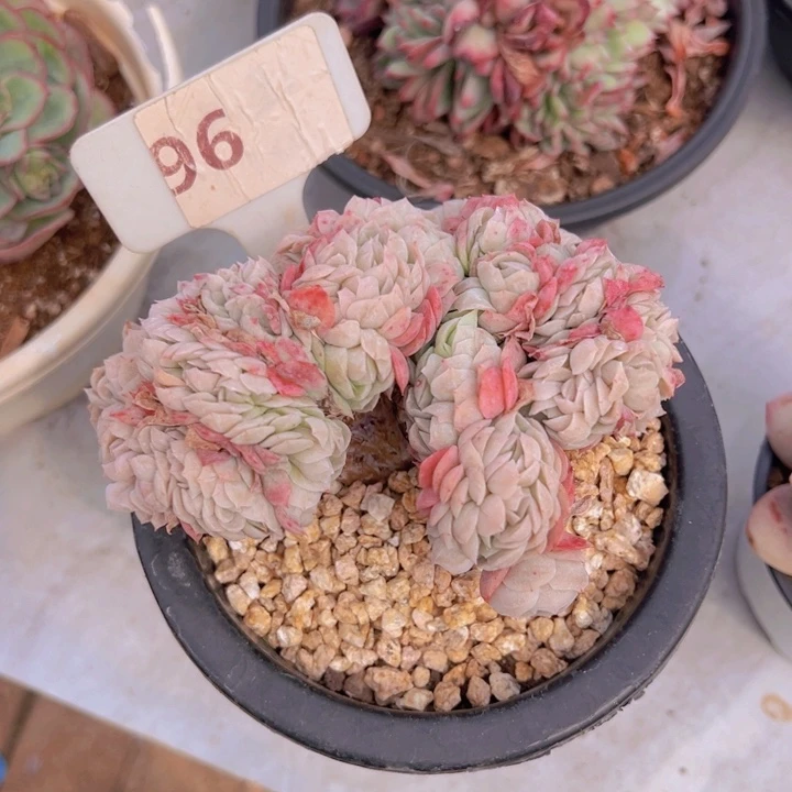 健健康康平平安安