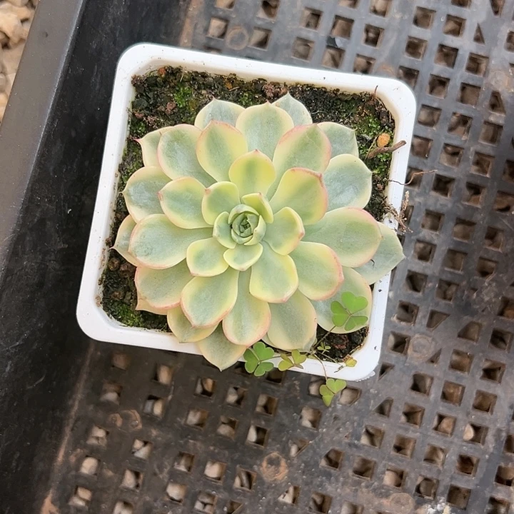 娜娜小勾锦多肉植物