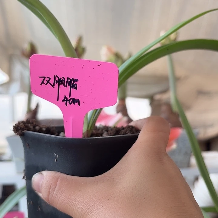 无花朵双胭脂朱顶红直径4cm