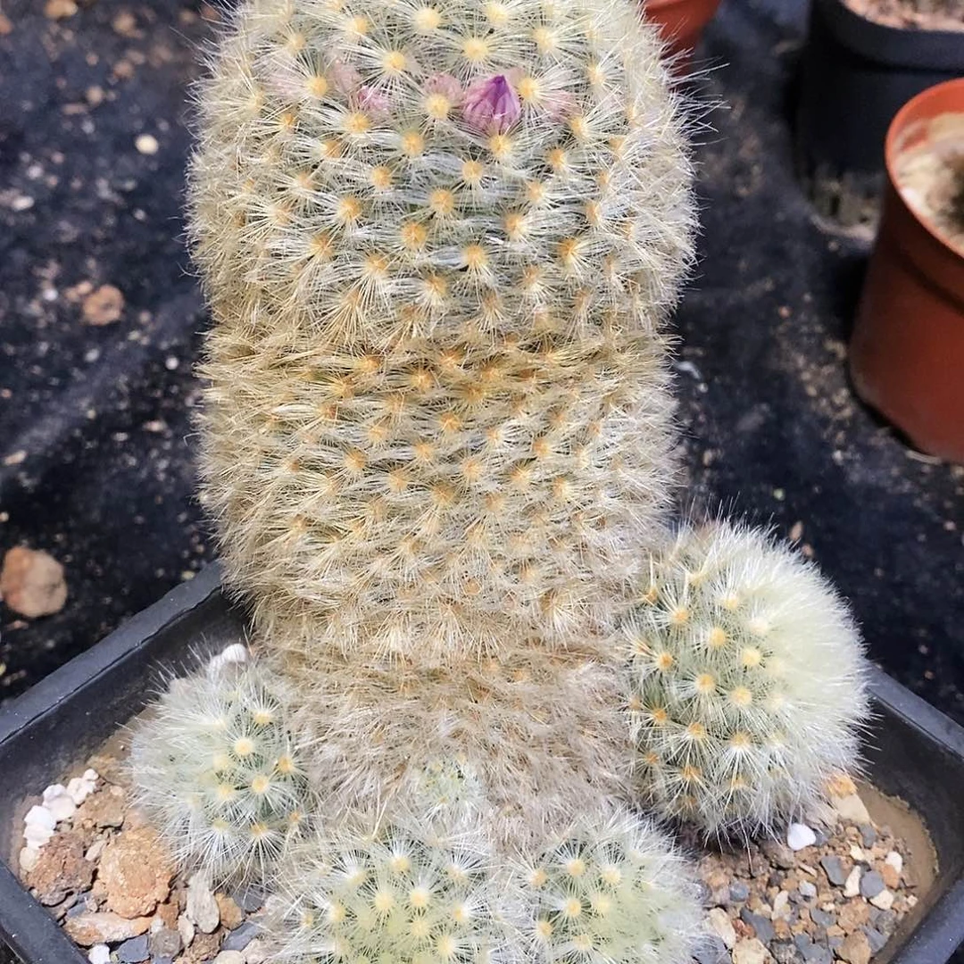 实生嘉文丸品相自观如图