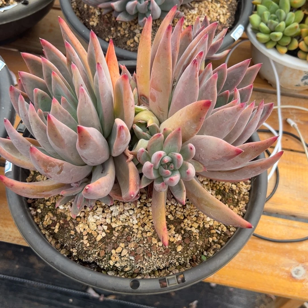 多肉植物多头圣徒