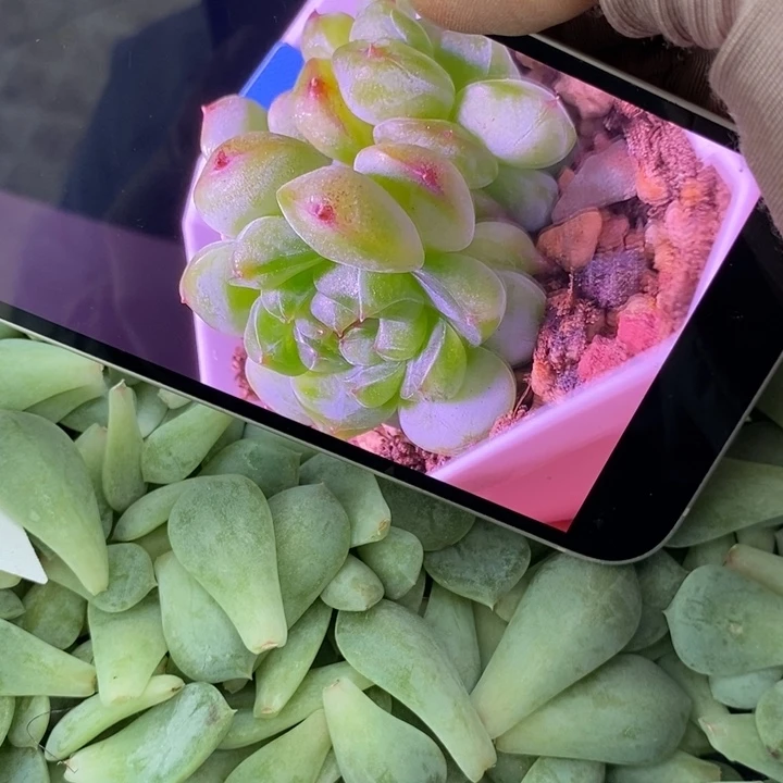 纯叶片甜心838一片多肉叶子