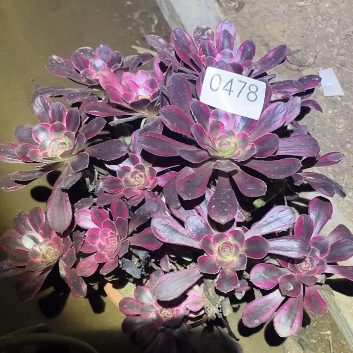 多肉植物法师478丽娜