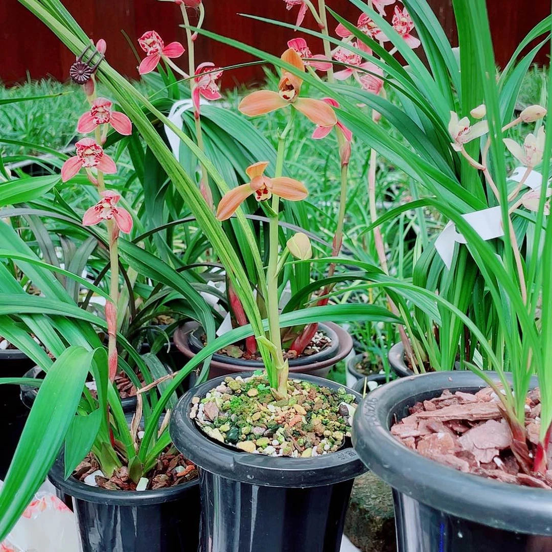 食***子完全开放一物一拍漂亮开花