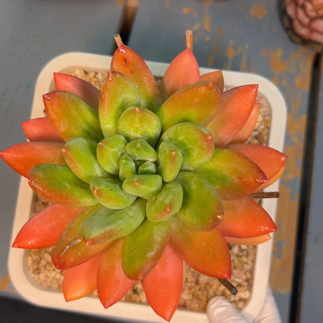 海洋之歌多肉植物