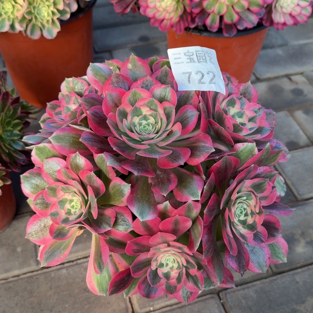 多肉植物722粉女巫