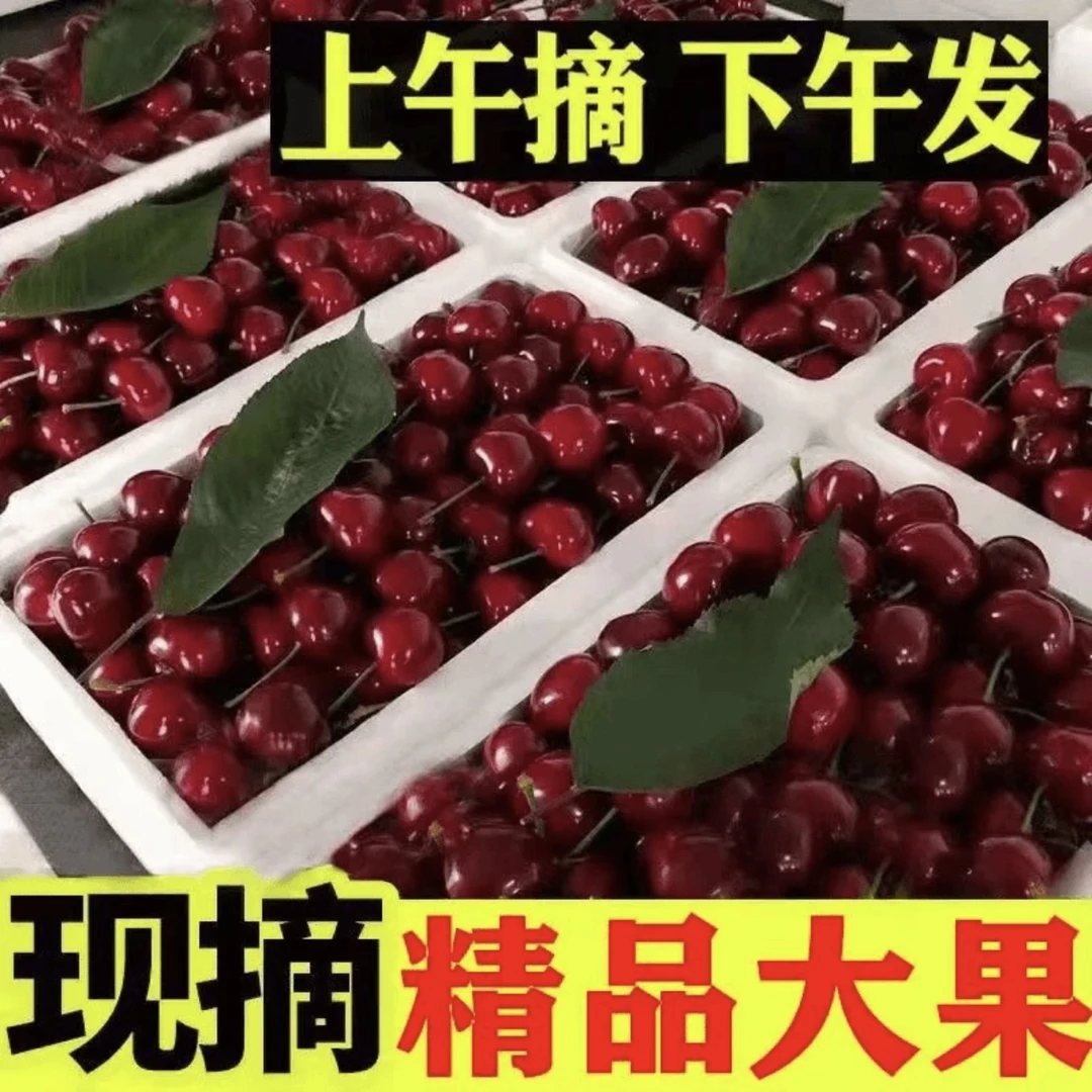 山东美早大樱桃新鲜采摘应季新鲜水果脆甜【空运】