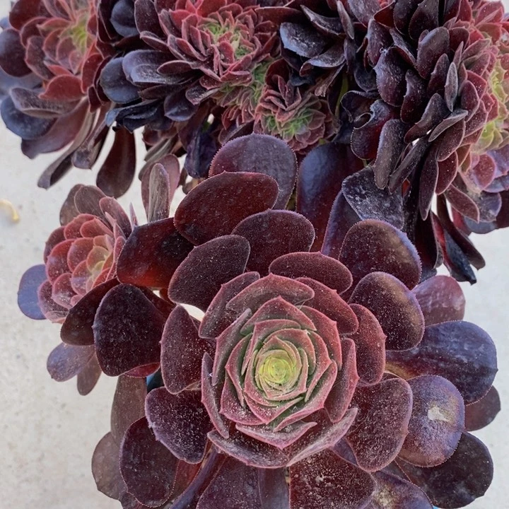 人****欧紫一颗多肉植物