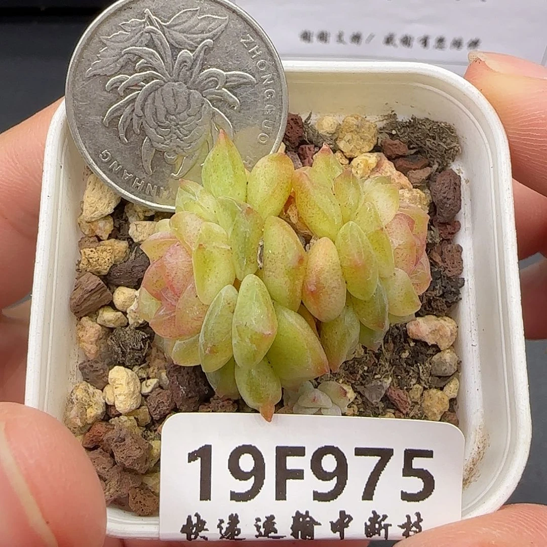 975双头很小【满29包邮非偏远】