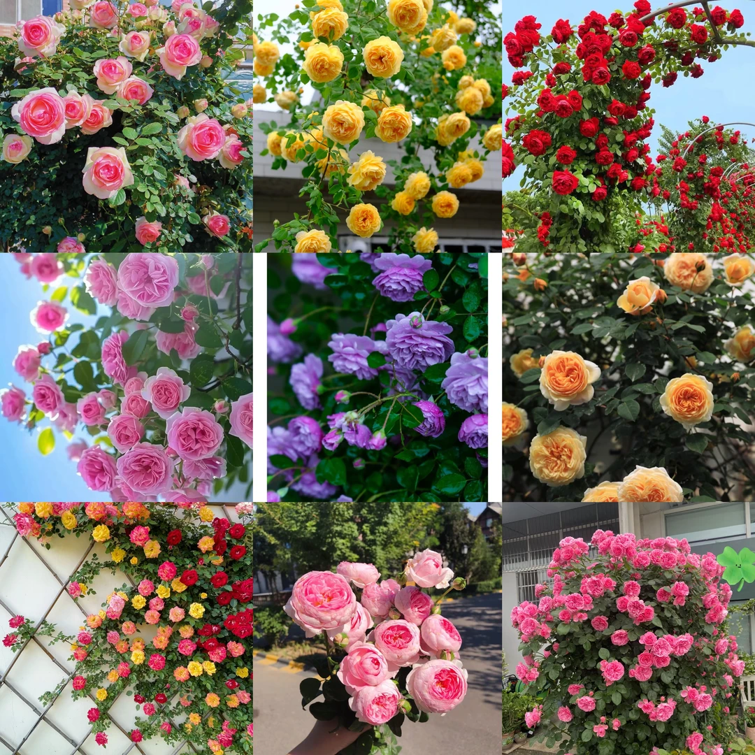 【爬藤月季小苗-满3颗包邮】月季小苗大花浓香庭院四季种植可地栽