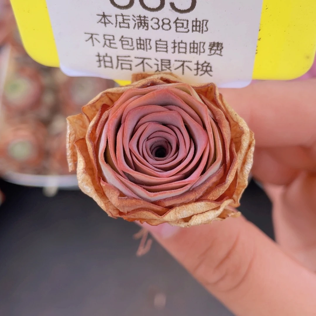 山地玫瑰535满38包邮裸根发货