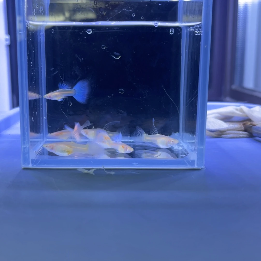 孔雀鱼绣球3对开箱视频报损