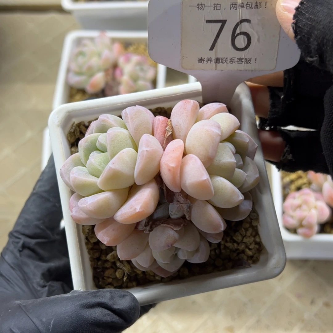 红陶76号多肉植物