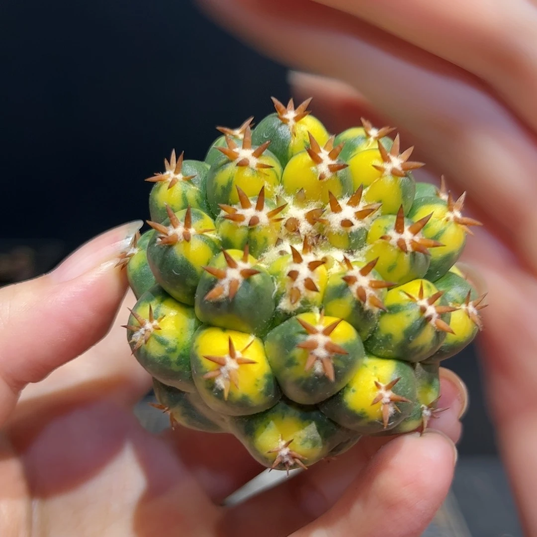 5.5cm无根短豪刺獠牙散斑锦