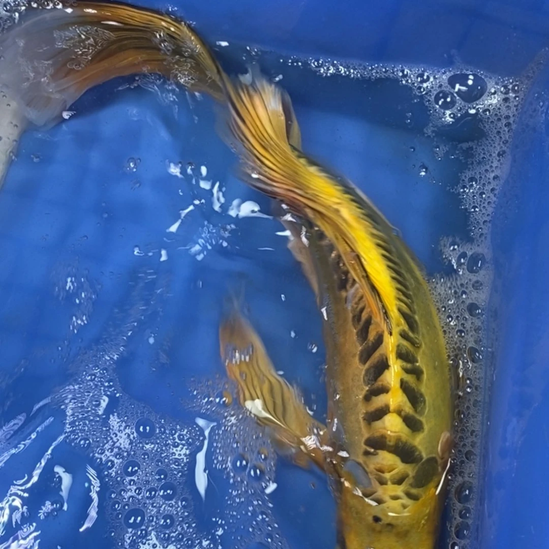 海水鱼冷水锦鲤包邮