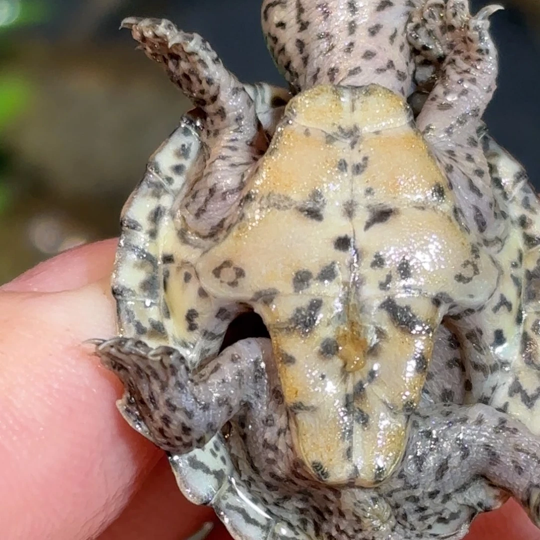 宠物龟不分公母全品粗满文鼎级黑刀