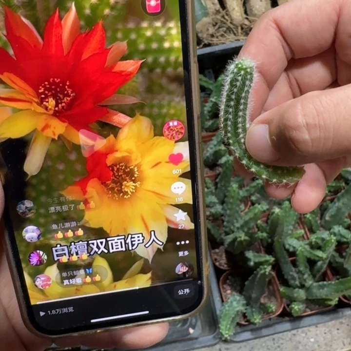 305白檀3个双色无根侧牙小，20包邮