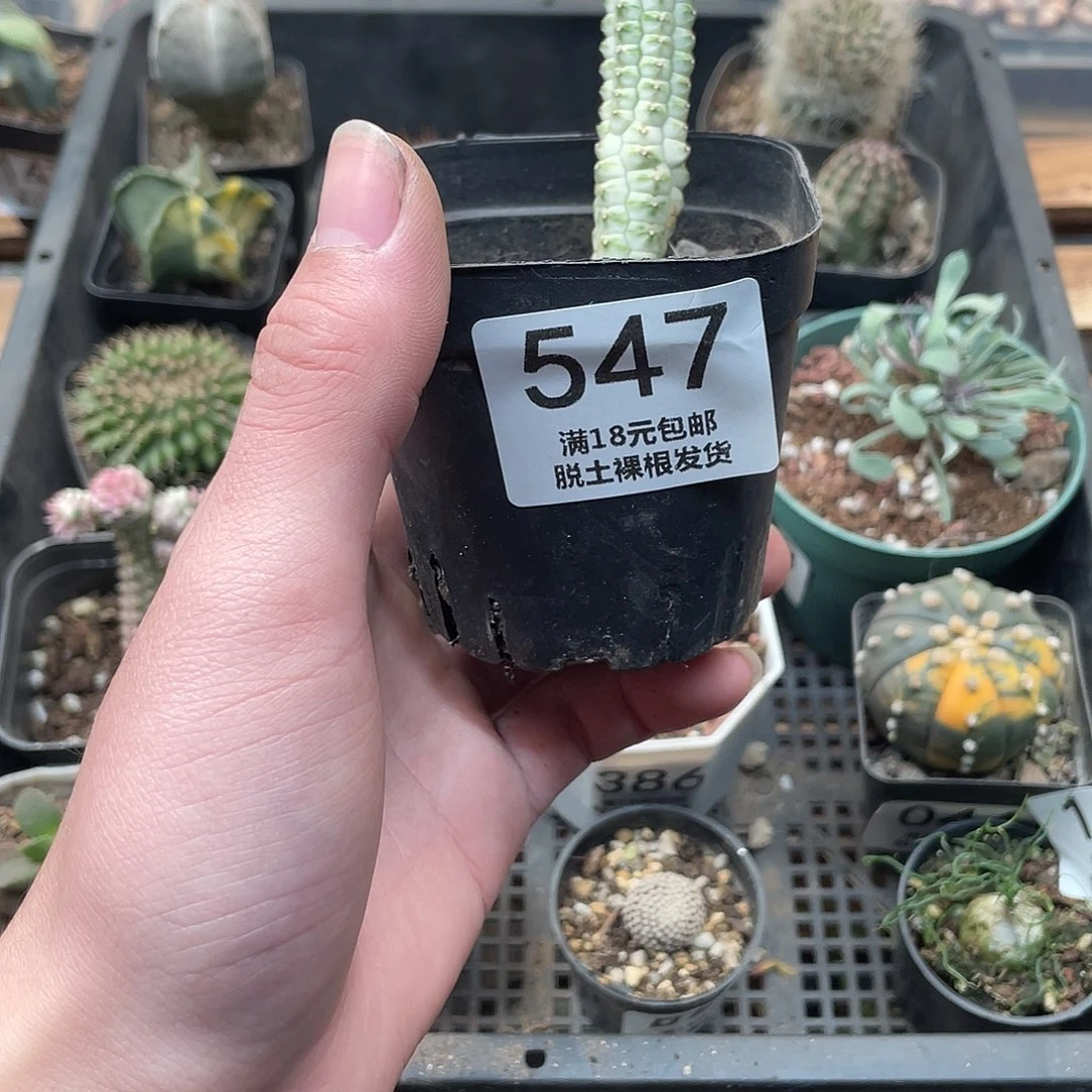 547白桦麒麟（满18包邮）