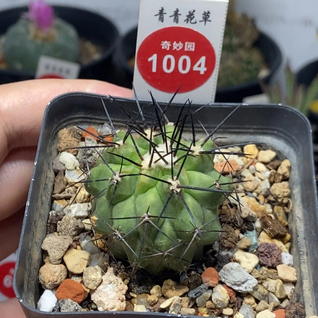 自根萝卜根优选黑王丸3.4cm侧面有雀斑