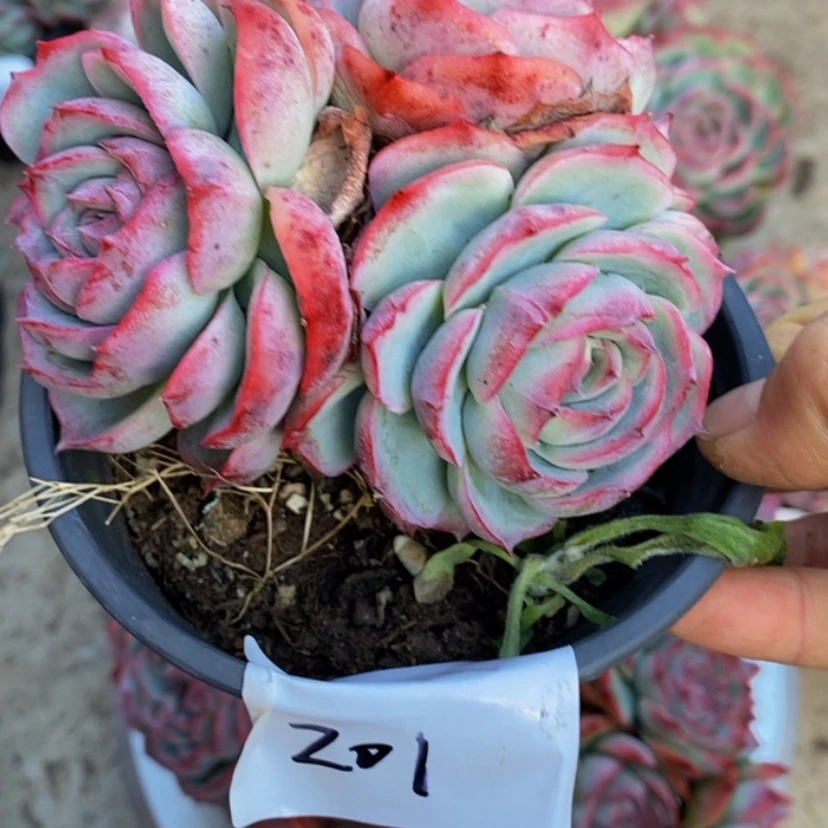 【闪购商品】一****欢多肉植物的