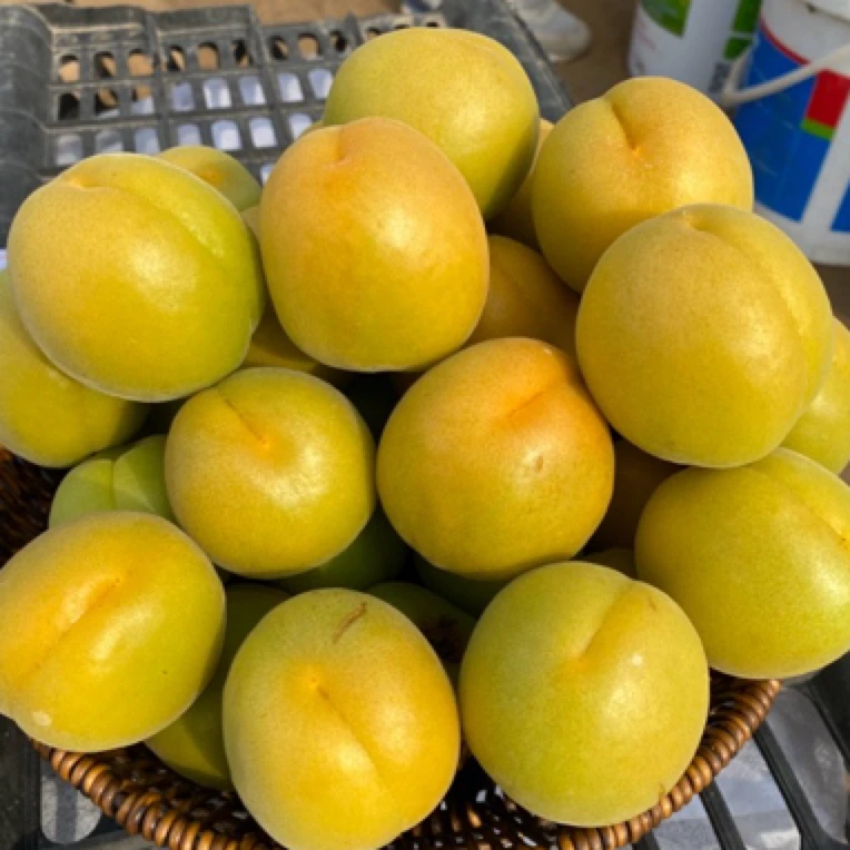 山西半青半黄杏微黄杏子酸脆爽口新鲜现摘当季应季酸杏孕妇水果