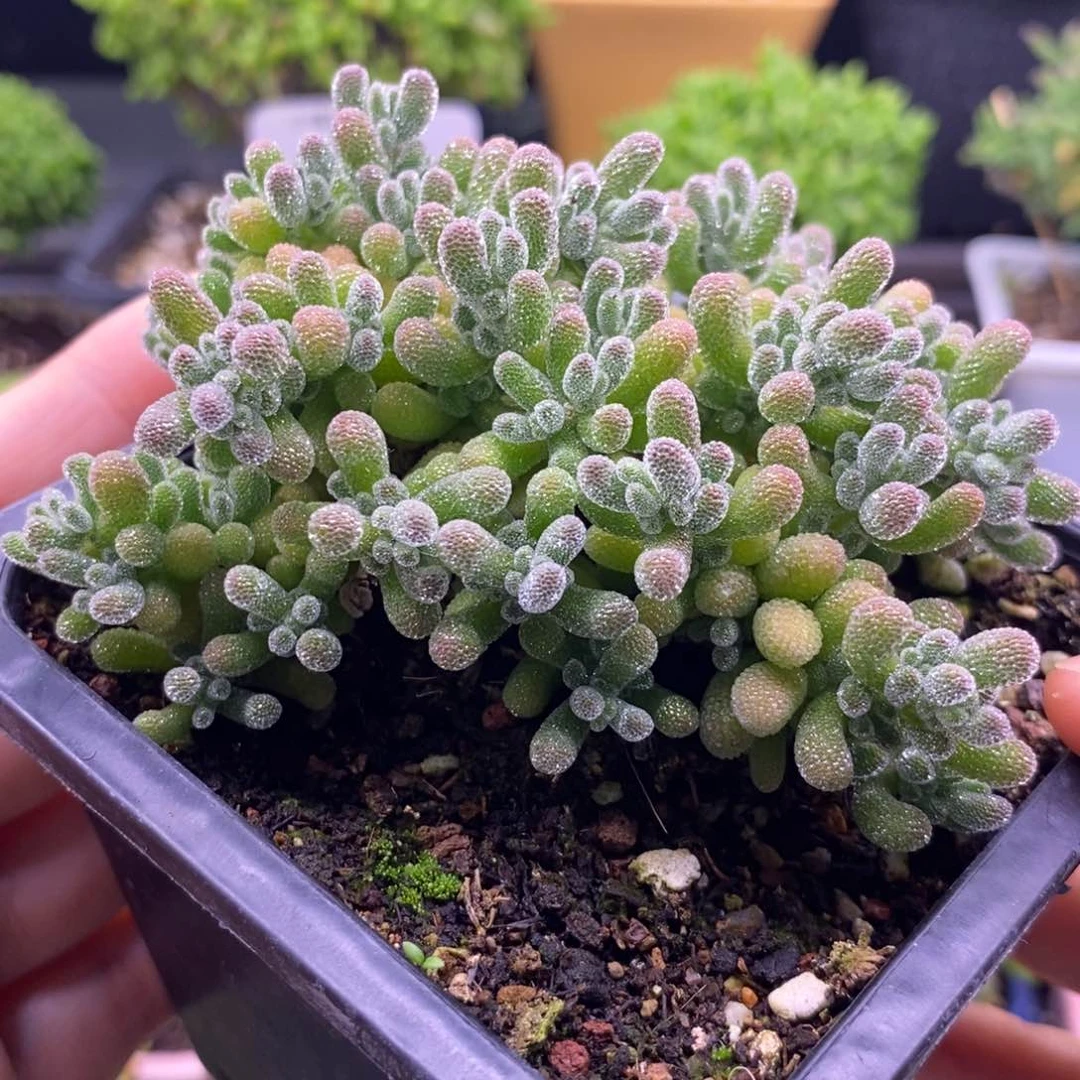 小***彩669五彩冰晶。