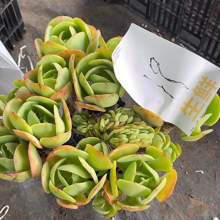 小***性碧桃缀19号49多肉植物