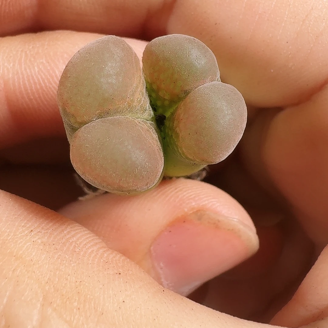 多肉植物福利风铃梦幻269