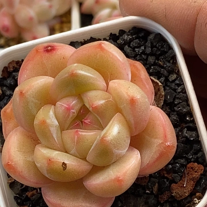 天官赐福百无禁忌