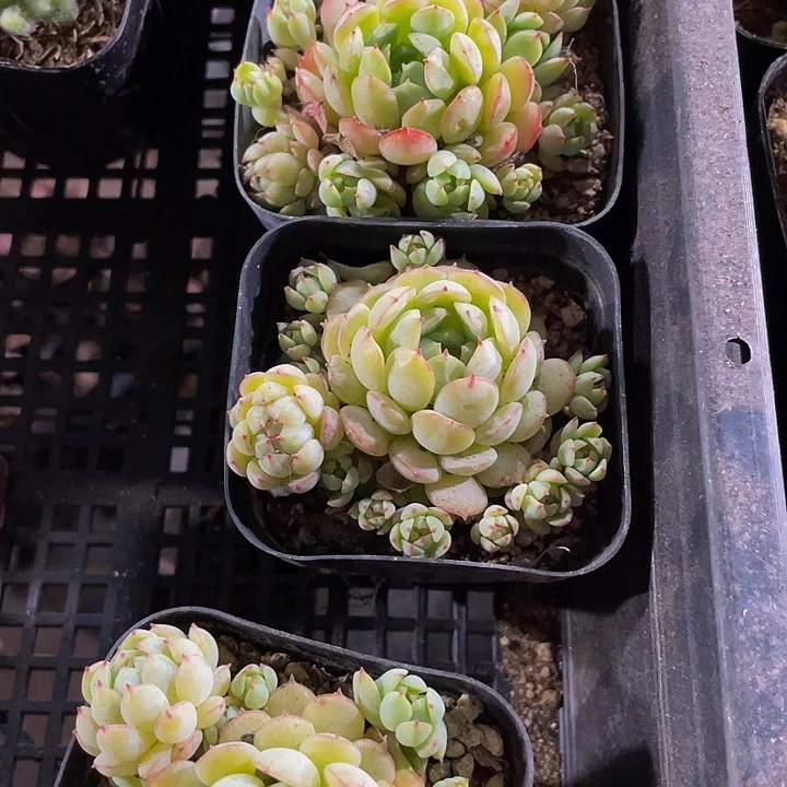 小红船2.8带盆土