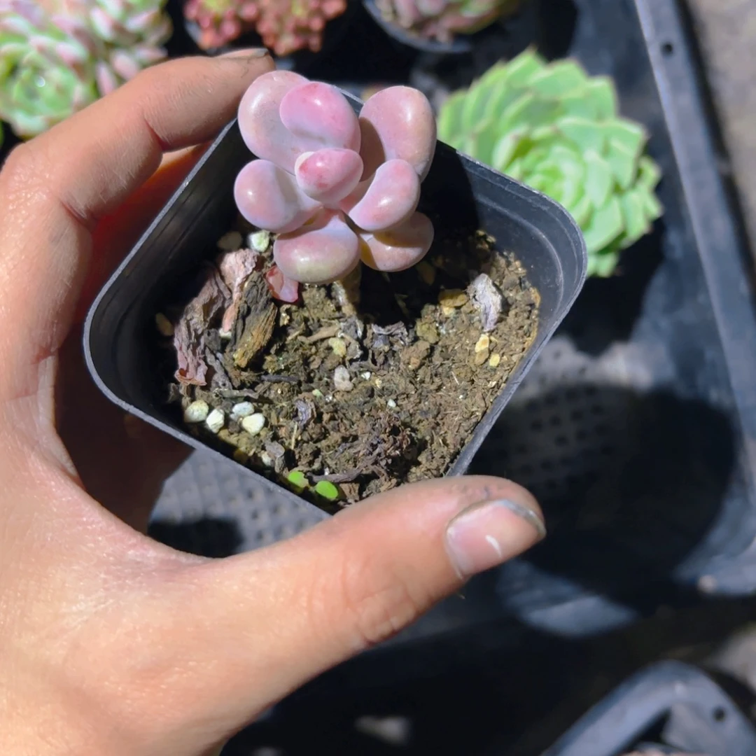闲***人桃蛋小卡拉米新疆包邮